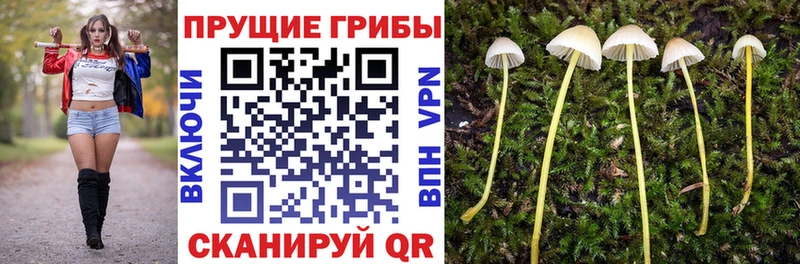 Галлюциногенные грибы Psilocybine cubensis  Ипатово 